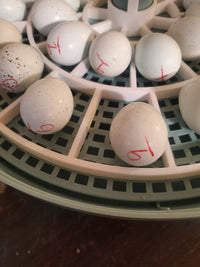 Replacement egg turner for Incubator Insert Only.